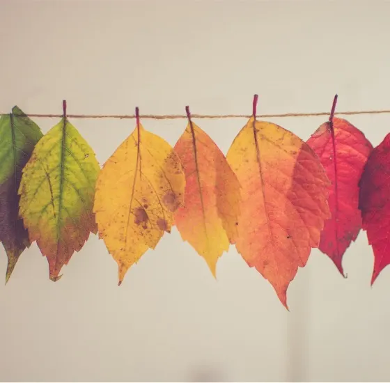 Change und agile Transformation